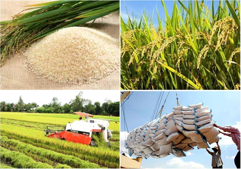 Dự kiến trong năm 2022 xuất khẩu gạo đạt 7 triệu tấn gạo