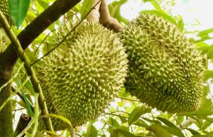 Sầu riêng Monthong
