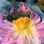 GỬI TRÀ SEN TÂY HỒ ĐI THÁI LAN AN TOÀN 2025