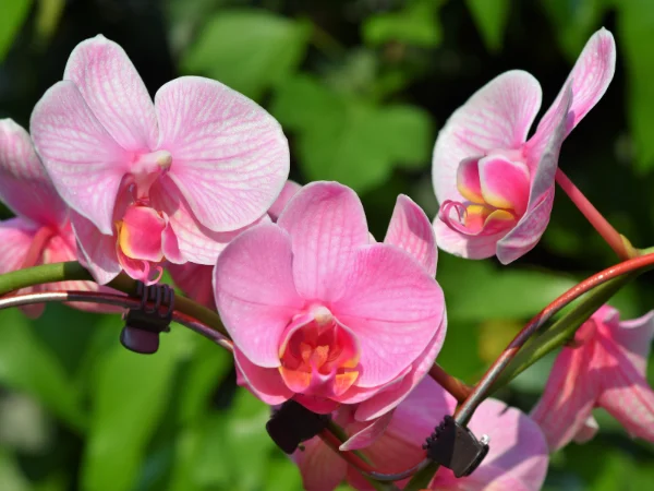 Vận Chuyển Hoa Lan Từ Chiang Mai